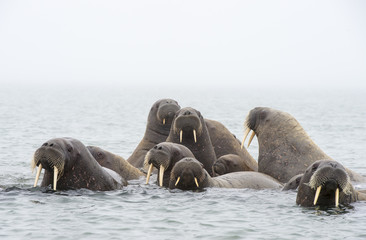 Walruses in the water