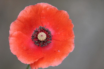 brilliant red