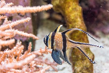 tropical fish and sea life in an aquarium