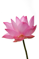 lotus flower isolated on white background.