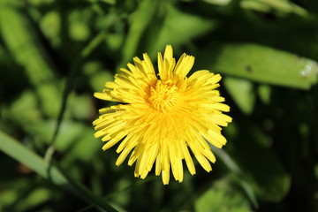 dandelion flower close up