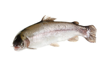 freshwater trout isolate on a white background closeup