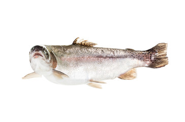freshwater trout isolate on a white background closeup