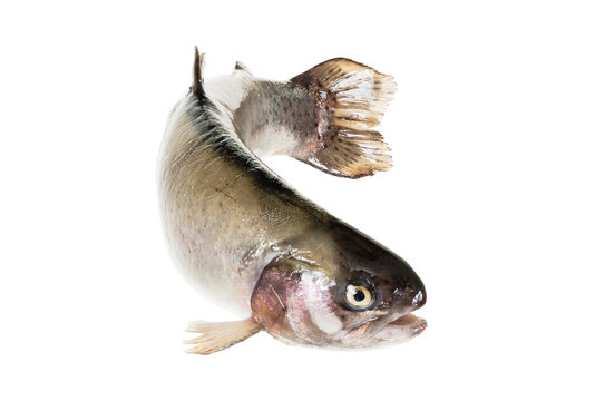 freshwater trout isolate on a white background closeup