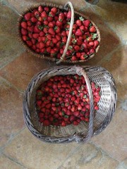 panier de fraises