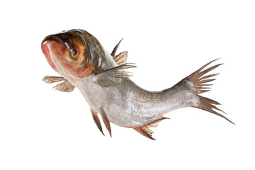 Fish silver carp isolated on white