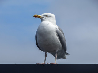 Seagull