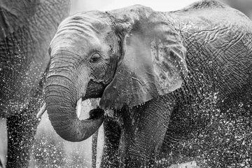 Zelfklevend Fotobehang Een olifant aan het drinken. © simoneemanphoto