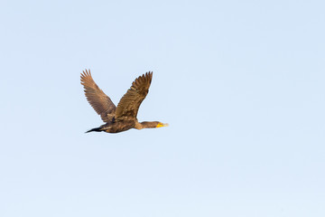 Obraz premium Flying Away