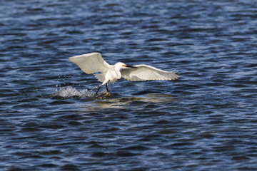 Fototapeta premium Making A Splash