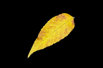 Fall leaf isolated on a black background. Herbarium series.