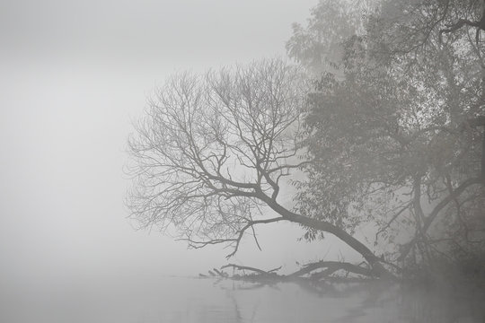 Autumn foggy morning. Dawn on the misty river