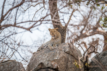 Leopard on the rocks.
