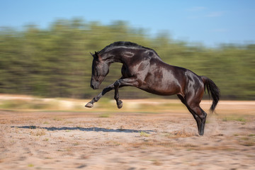 Black horse expressive jump on a forest  background on the sand