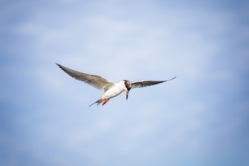 Obraz premium Pausing to Look