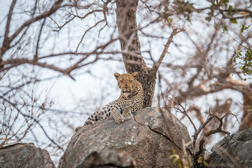 Leopard on the rocks.