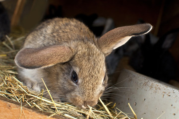 Rabbit hutch homestead husbandry