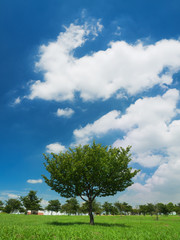 夏空と公園