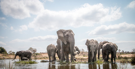 Drinking herd of Elephants. - obrazy, fototapety, plakaty