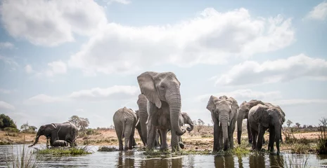 Fototapeten Elefantenherde trinken. © simoneemanphoto
