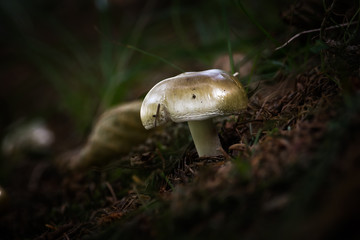 Champignon