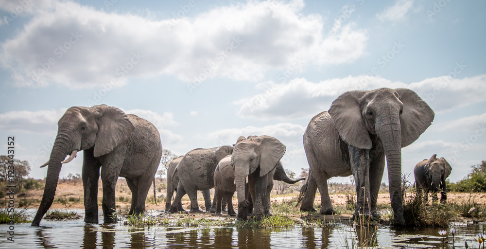 Canvas Prints drinking herd of elephants.