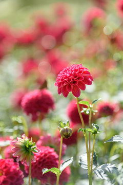 赤色のダリアの花