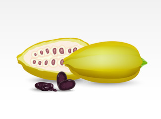 set element cacao beans, chocolate pod on white background