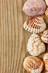 Sea shells on old wooden board