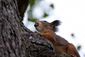 Squirrel with acorn its mouth climbing a tree.