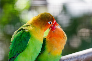 Lovebird parrots sitting together