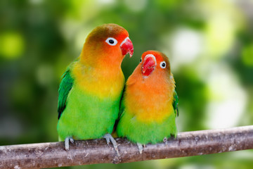 Fototapeta na wymiar Lovebird parrots sitting together