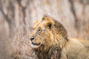 Side profile of a huge male Lion.