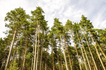 Fototapeta premium Row of trees