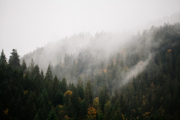 Forêt avec brouillard sur les montagnes