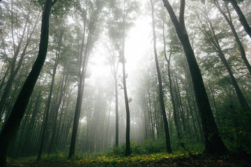 Fototapeta na wymiar Forest with fog over the mountains