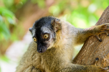 Lemur Portrait On Madagascar Island