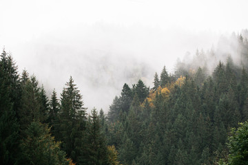 mountains with fir trees covered with fog © 4Max
