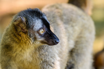 Lemur Portrait On Madagascar Island