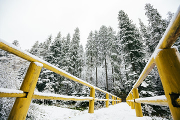 Forest covered with snow