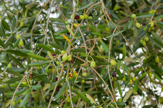 Home grown green European Olive fruit on its tree branches during Autumn in Italy. Olive is to make oil