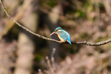カワセミ