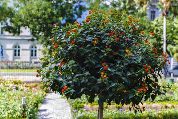 ornamental tree in a park in the city
