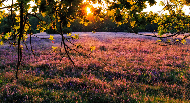 Sonnenuntergang in der L&uuml;neburger Heide
