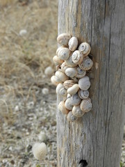Regroupement d'escargots