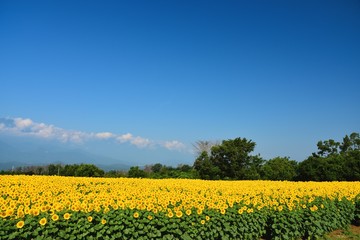 Obraz premium 明野のひまわり畑