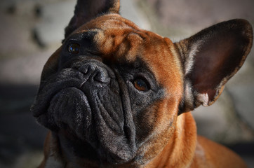 french bulldog head