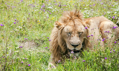 Young male lion resting on a meadow in the Ngorongoro Crater, national park Tanzania.