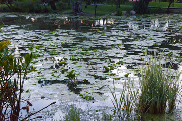 Lotus Pond night scene; lake outdoor landscape