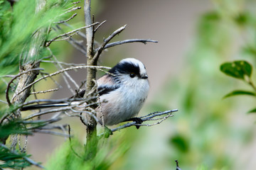 Obraz premium エナガ